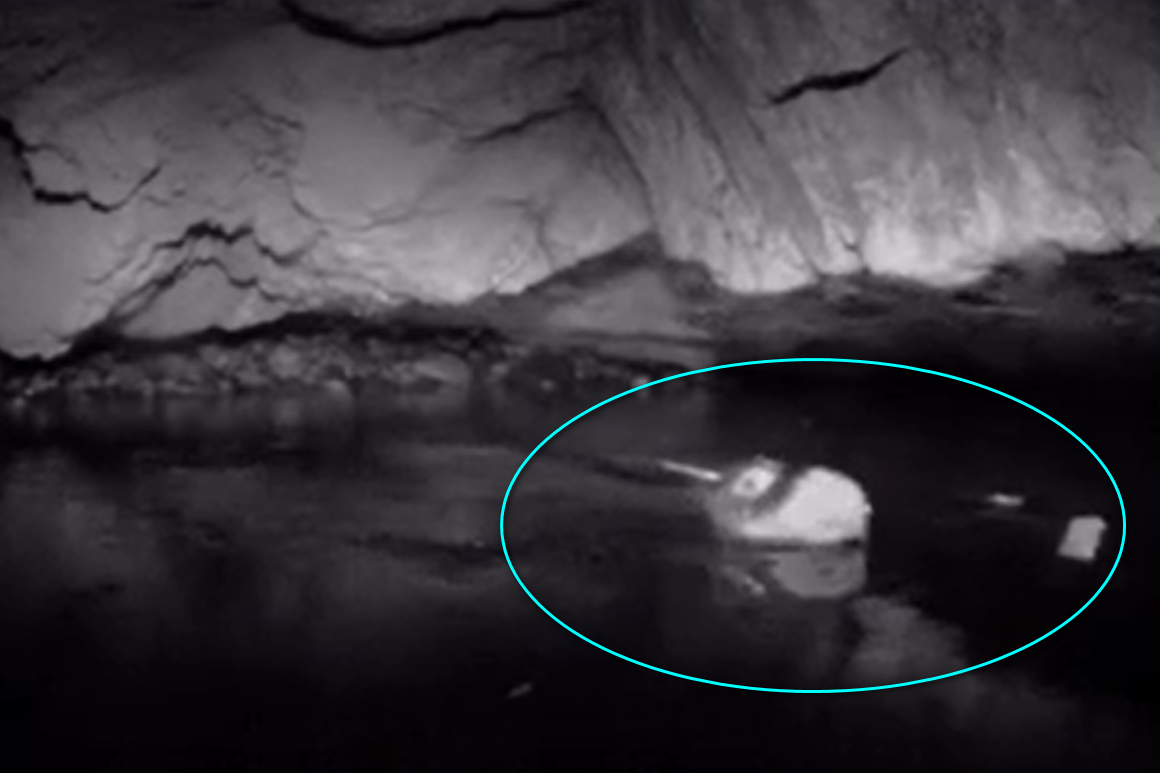 foca grotta isola capraia toscana
