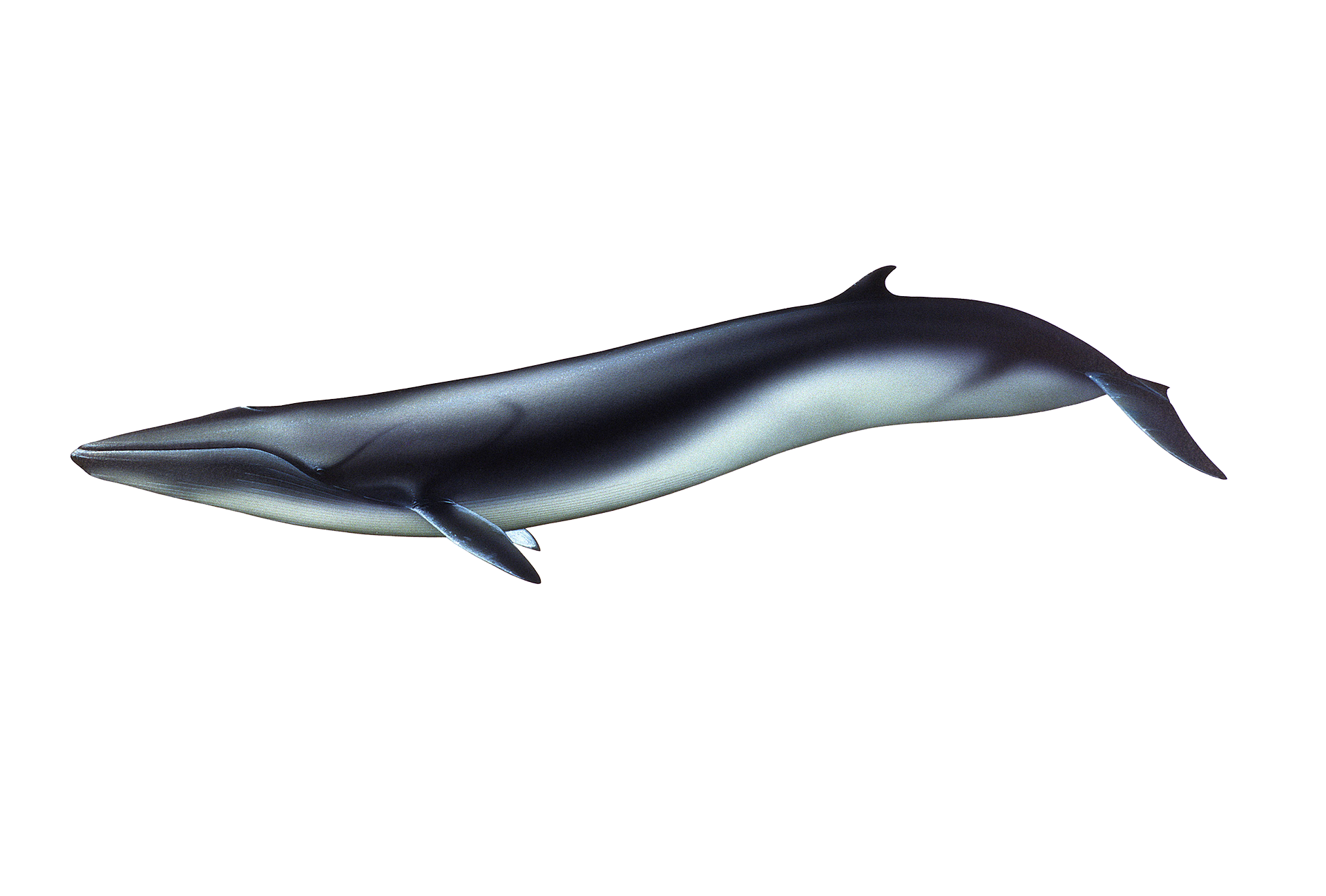 SPECIE Pelagos Sanctuary SPECIE Pelagos Sanctuary